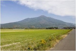 paddy field in Ibaraki prefecture
